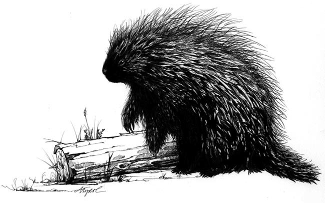 The Porcupine: Nature’s Pincushion thumbnail