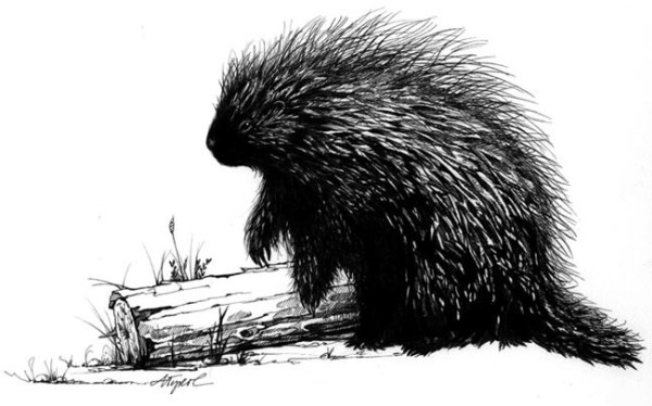 The Porcupine: Nature’s Pincushion