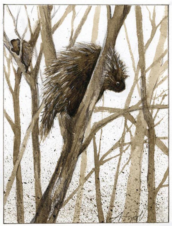 Porcupine Courtship: A Raucous Affair