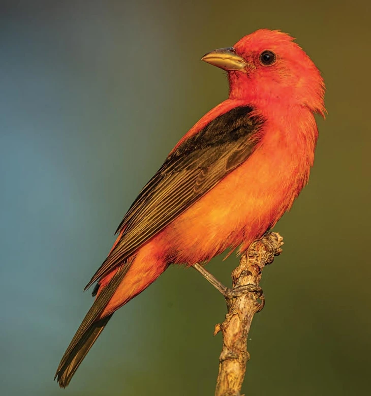 Poster bird