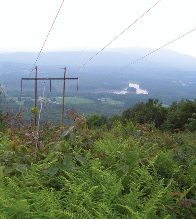 Powerlines as Habitat