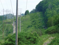 Powerlines as Habitat Photo: Madeline Bodin