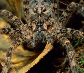 predators1.jpg thumbnail