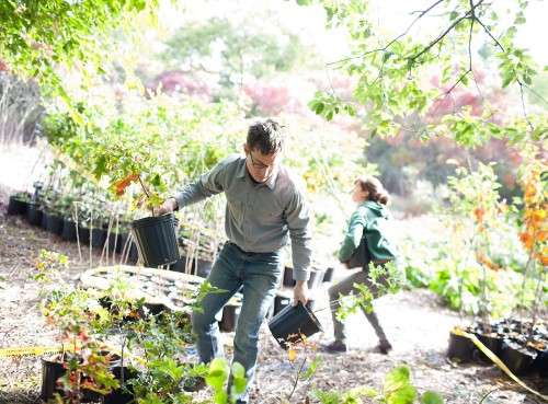 Preparing trees