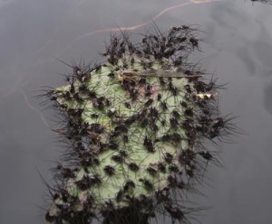 A Prickly Mess thumbnail