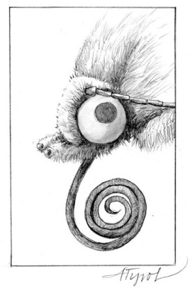 primrosemothpix_800.jpg thumbnail