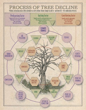 Climate Change Impacts on Northeastern Forests thumbnail