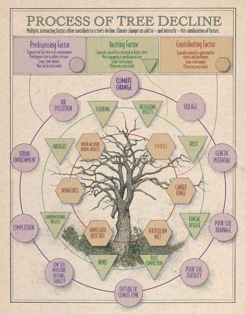 Tree decline process