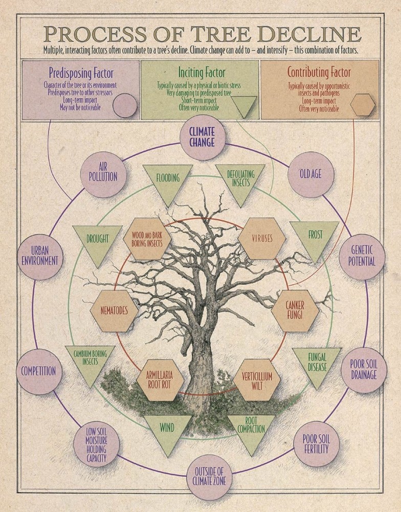 Climate Change Impacts on Northeastern Forests