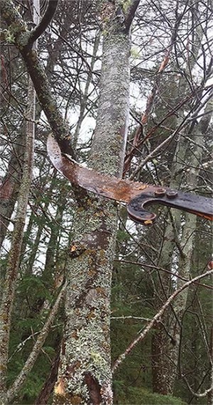 Woodlot Pruning: Hardwoods and Softwoods thumbnail