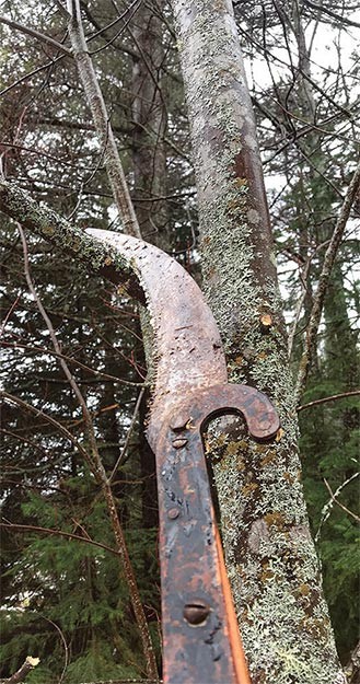 Woodlot Pruning: Hardwoods and Softwoods