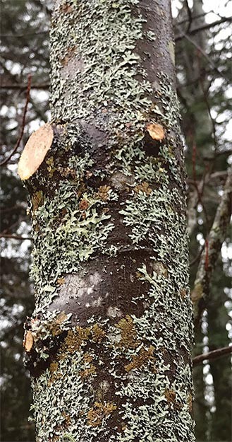 Woodlot Pruning: Hardwoods and Softwoods