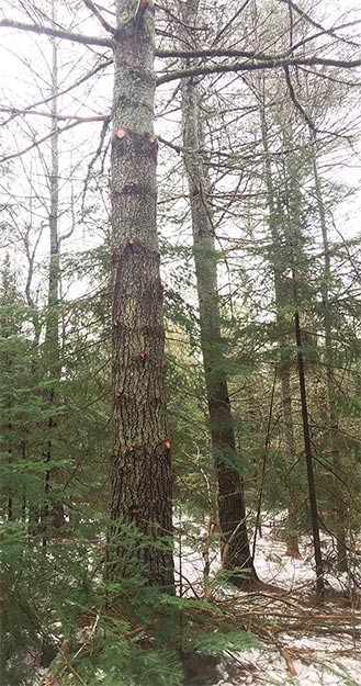 Woodlot Pruning: Hardwoods and Softwoods