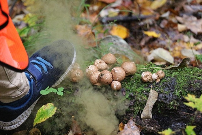 Puffball Season