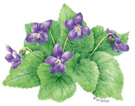 Violets thumbnail