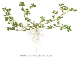 Purslane thumbnail