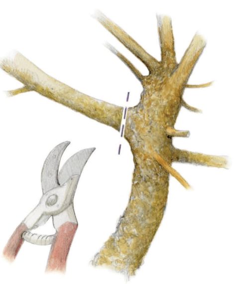 Pussy willoiw cutting