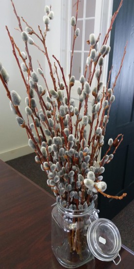 Pussy willows thumbnail