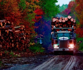 qt-luong-stump-prices-lead.jpg thumbnail