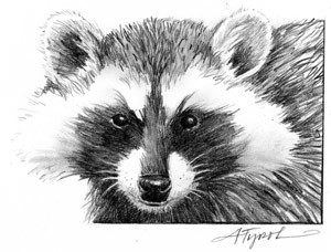 Roadside Raccoons thumbnail