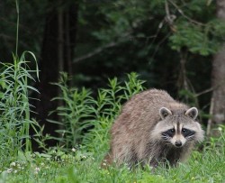 raccoon_duquette_w.jpg