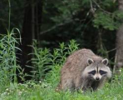 raccoon_duquette_w.jpg