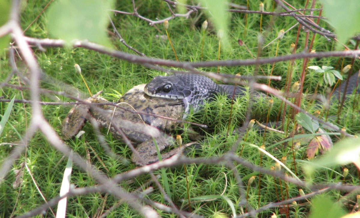 Racer Eating Frog