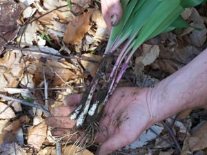 Foraging for the Springtime Ramp thumbnail