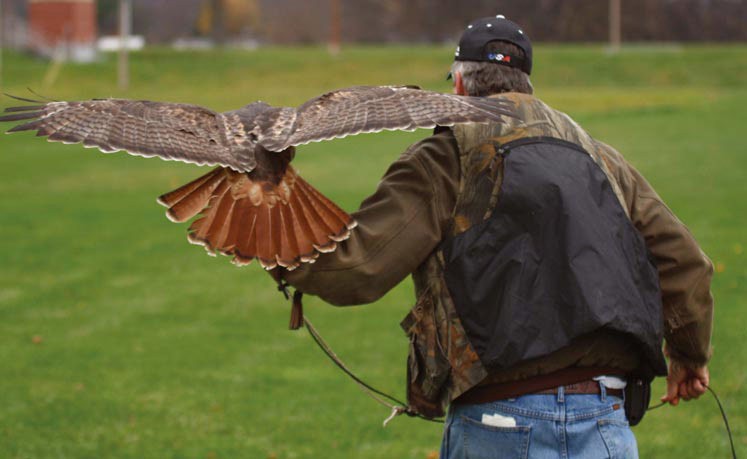 Field Work: At Work Celebrating Raptors with Mark Baker