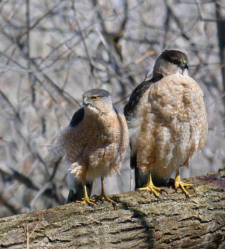 Raptor Dimorphism