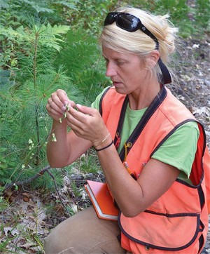 Saving New England’s Rare Plants thumbnail