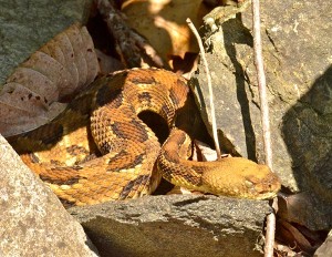 Timber Rattlesnakes thumbnail