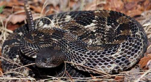 Timber Rattlesnakes