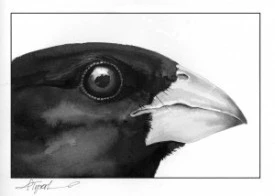RB_grosbeak.jpg thumbnail