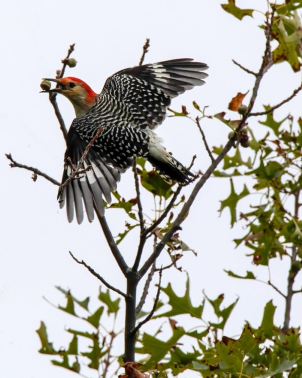 Red-bellied Woodpeckers Eating and Caching Acorns