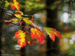 red_maple2_susan_elliott_w1.jpg