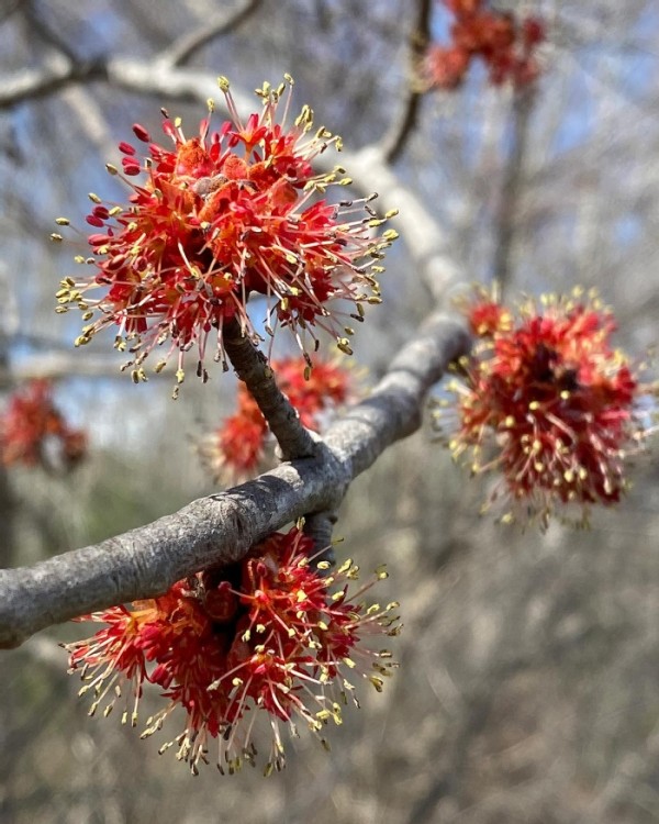 Red Maples Flowering