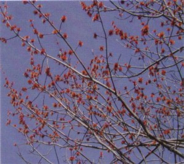 Why Do Leaves in Spring Sometimes Appear More Red Than Green?