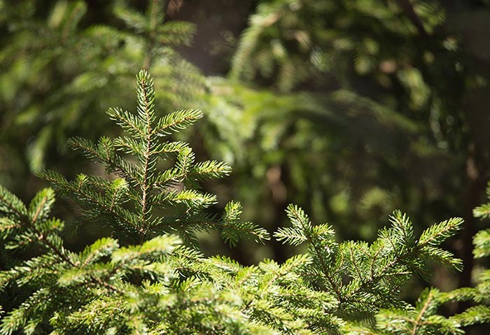 Red Spruce Rising