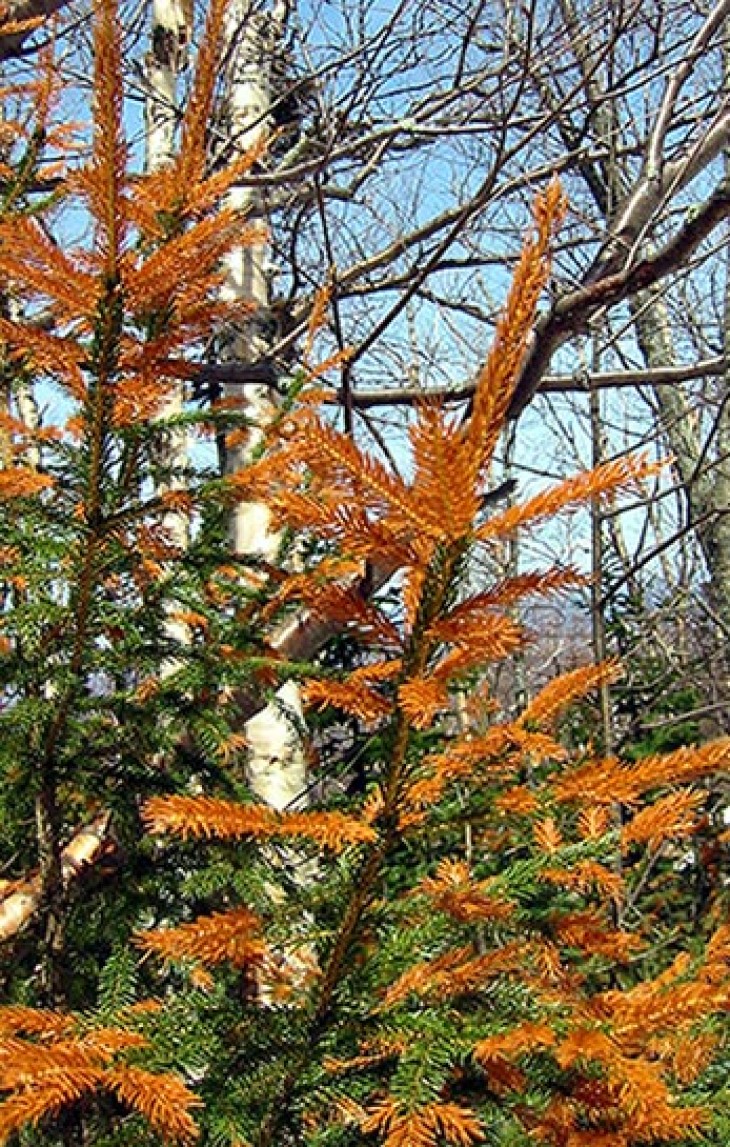 Red_Spruce_2.jpg