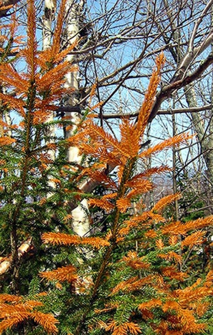 Red Spruce Rising