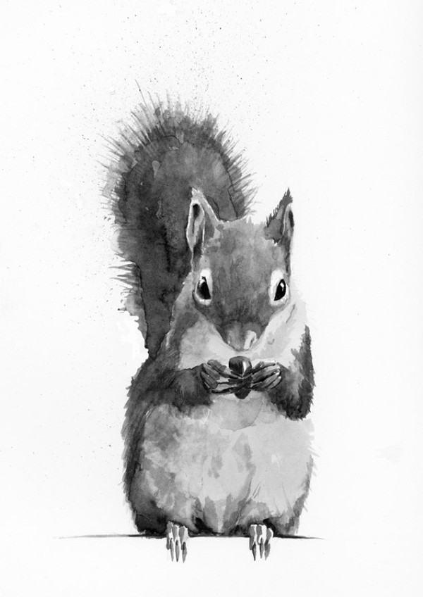 Which Do You Prefer, Red Squirrels or Gray?