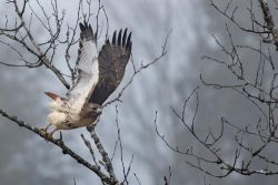 red_tail_yesterday_web5.jpg