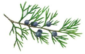 redcedar.jpg thumbnail
