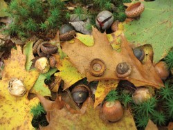 redoakacorns.jpg