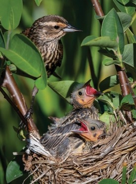 Red wing blackbirds thumbnail