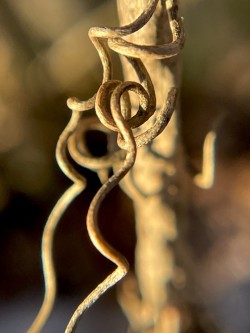 Grapevines Photo: Lynette Reep