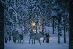 The Reindeer People Photo: Kang-Chun Cheng