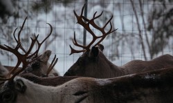 The Reindeer People Photo: Kang-Chun Cheng