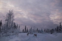 The Reindeer People Photo: Kang-Chun Cheng